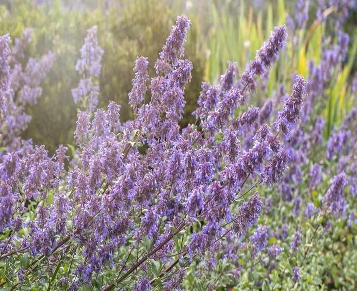 Growing Catmint: Essential Tips for This Charming Perennial