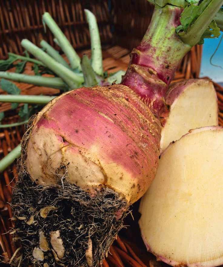 Rutabaga variety 'Marian' whole and sliced up close