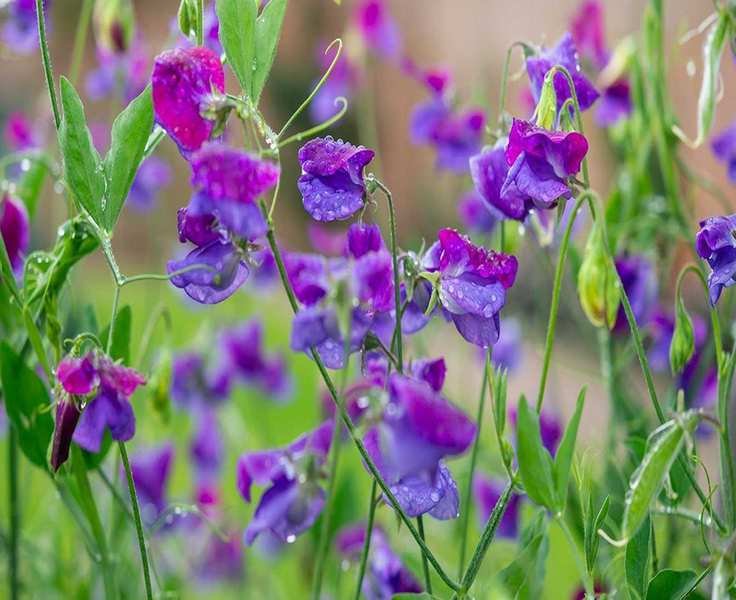 Avoid These Locations for Planting Sweet Peas in Your Garden