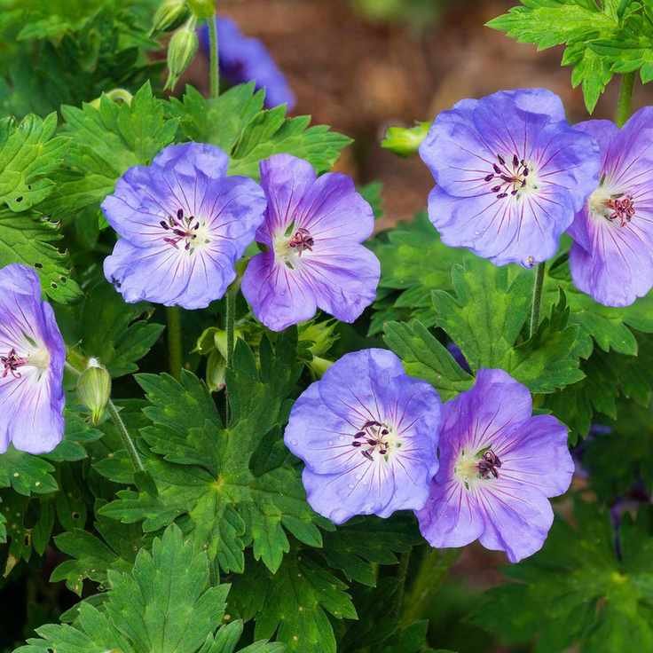 Geranium 'Azure Rush'