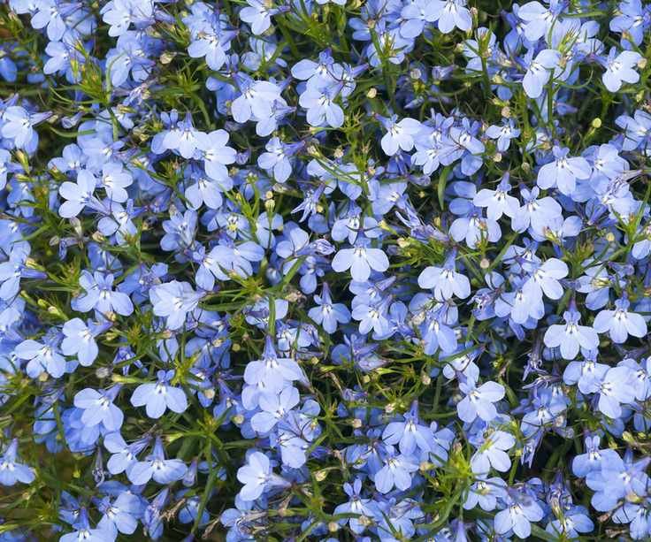 Lobelia flowers