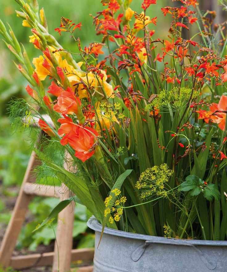 crocosmia and gladioli in pot