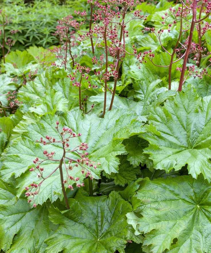 plants for wet soil Darmera peltata growing in light shade