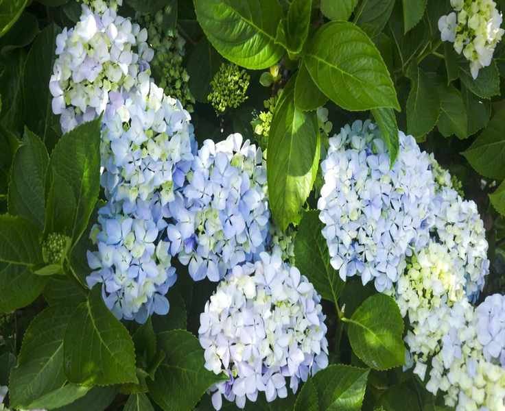 Pruning Mophead Hydrangeas: Tips for Thriving Blooms