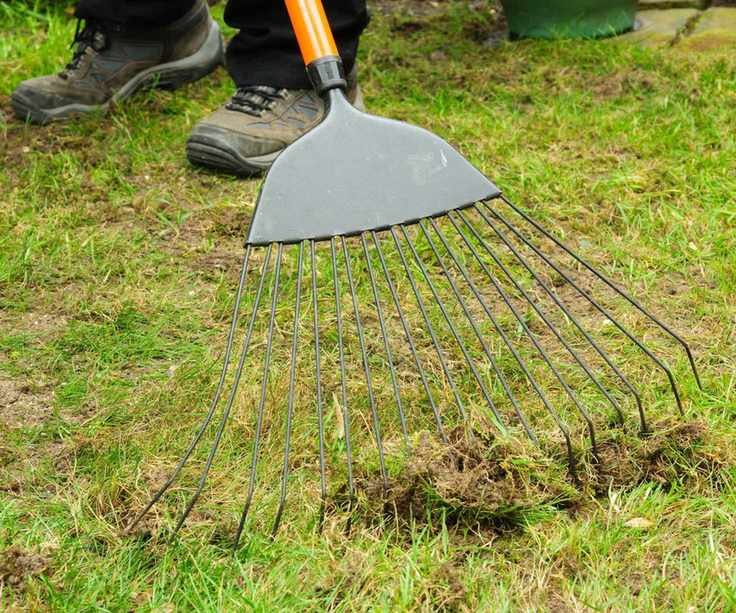 A person's feet and rake, pulling up lawn thatch