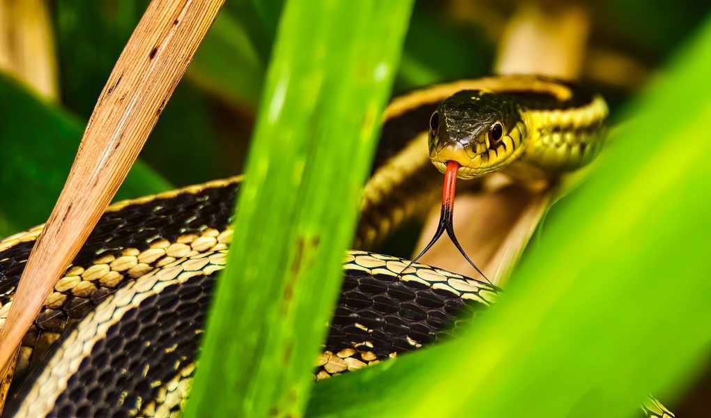 15 Effective Plants to Keep Snakes Out of Your Yard