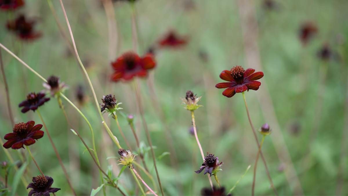 8 Stunning Chocolate-Colored Flowers for Gorgeous Seasonal Borders