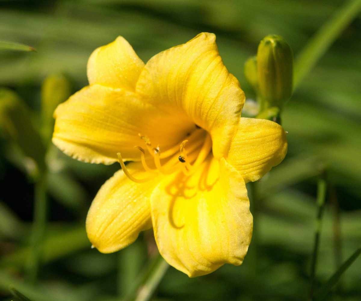 single stella d'Oro daylily flower