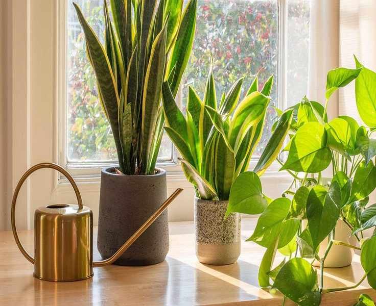 Watering a Snake Plant: Frequency and Techniques for Success