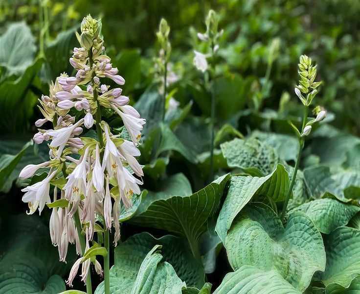 Fall Care for Hostas: Pruning Tips for Healthy Growth