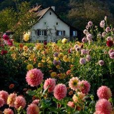 Close-up view of a garden filled with flowers