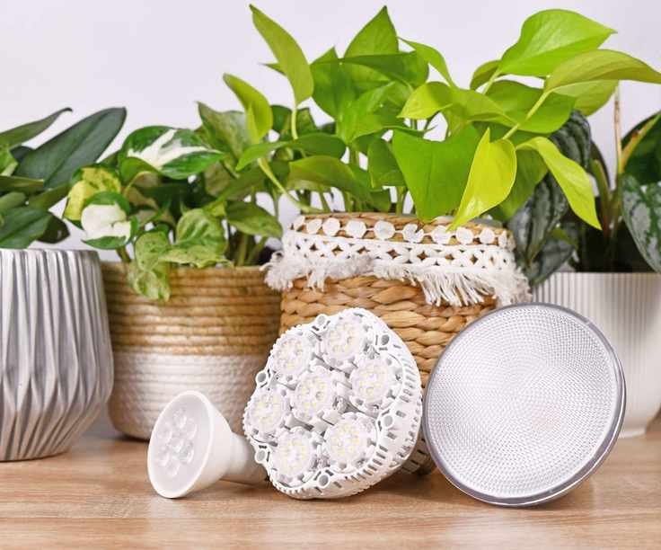 Houseplants with a variety on grow lights on table
