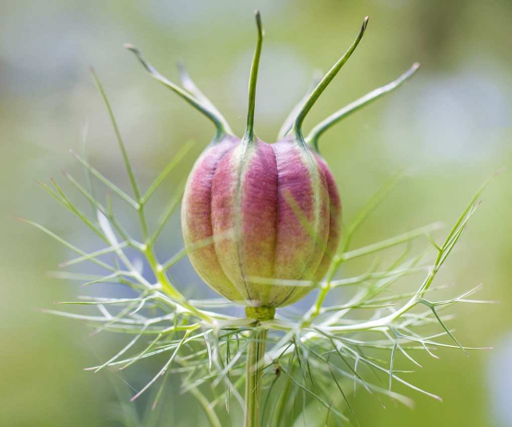 Nigella seed pod