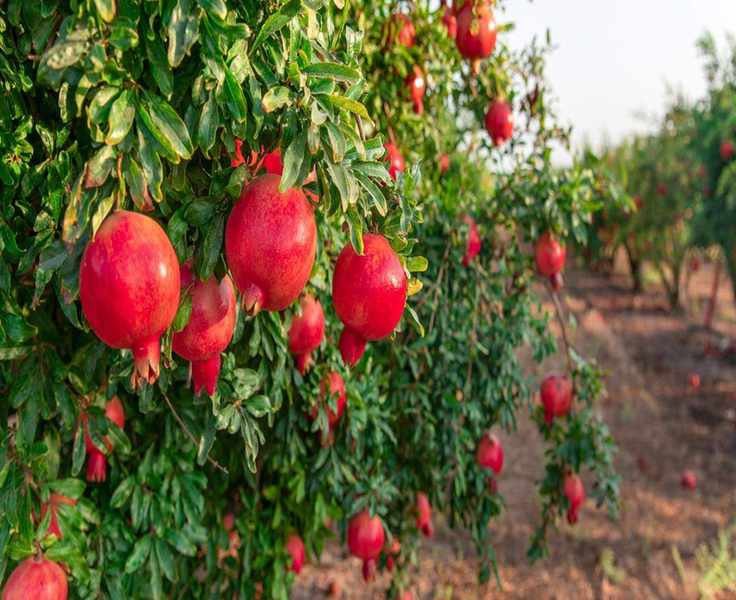 Pruning Pomegranates Twice a Year for Abundant Growth