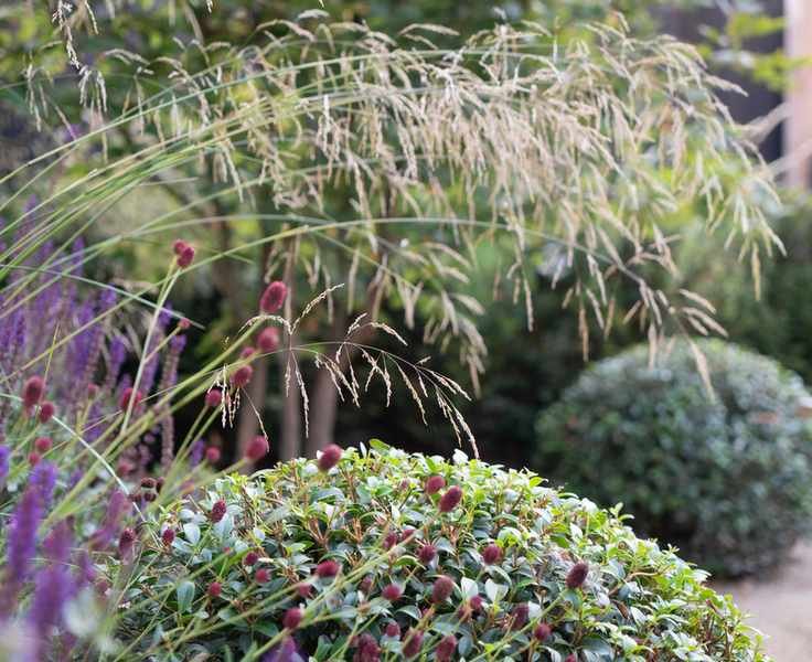 Osmanthus x burkwoodii topiary provide a dark backdrop for more ephemeral and colourful summer planting