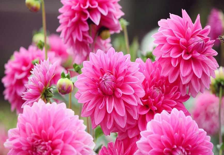 Avoid These Plants Near Dahlias for a Flourishing Summer Garden