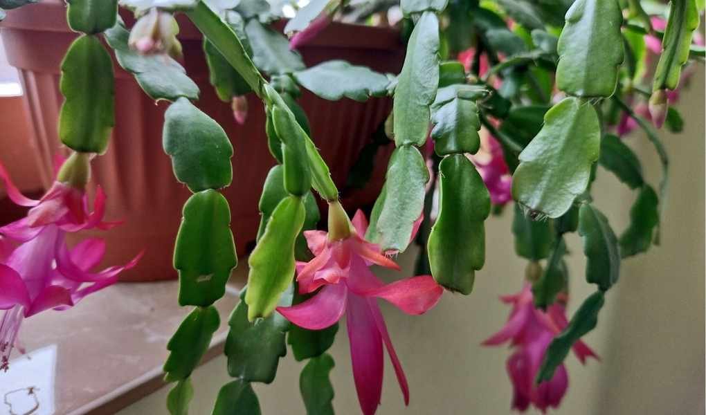 Pruning a Christmas Cactus: Tips for Encouraging Blooms