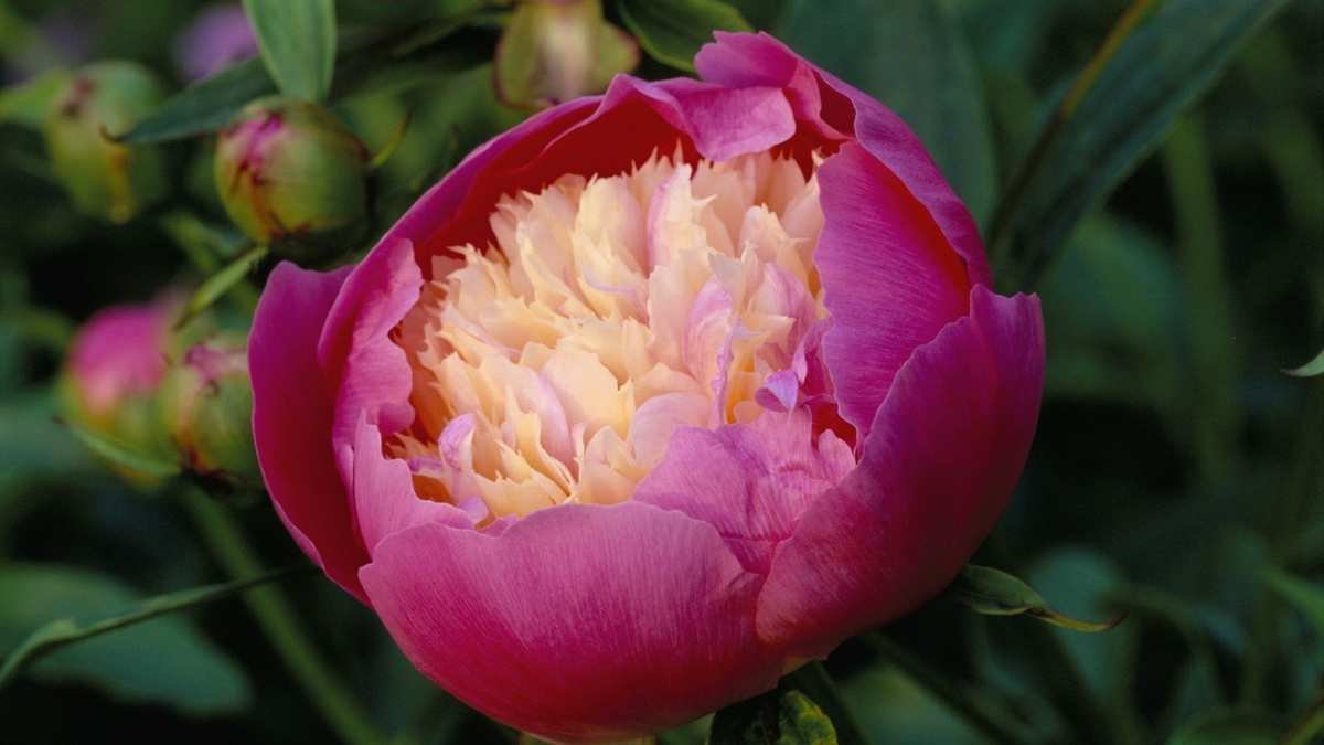 Combatting Peony Pests: Tips for Healthy Blooms