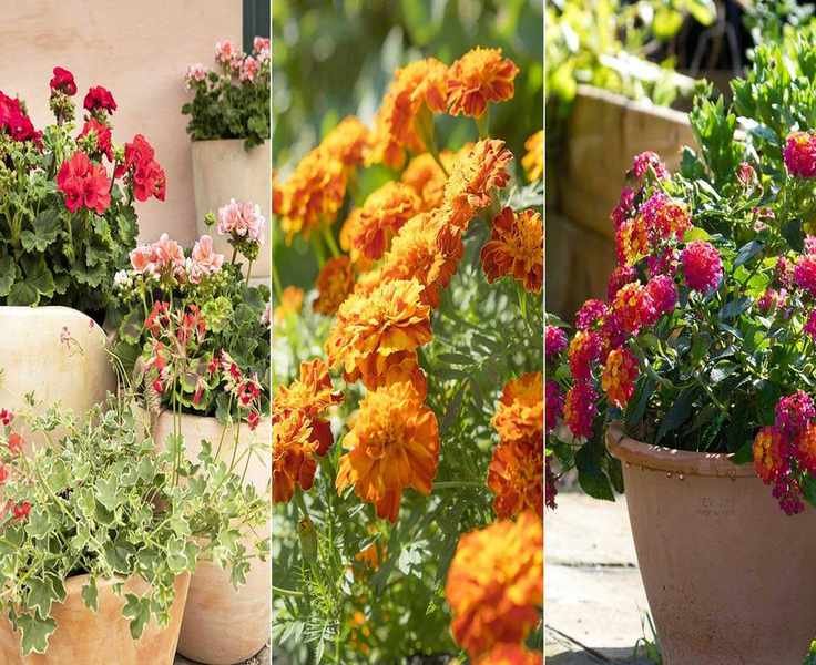 Vibrant Flowers for Sunny Pots: 10 Bright Picks for Hot Weather