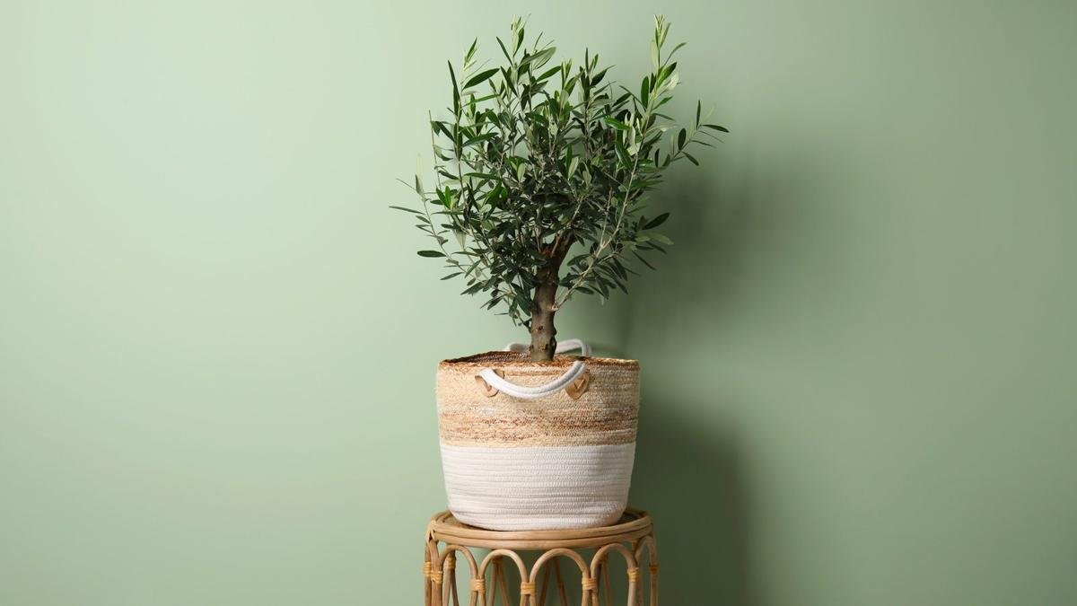 Growing Olive Trees Indoors: Expert Tips for Success