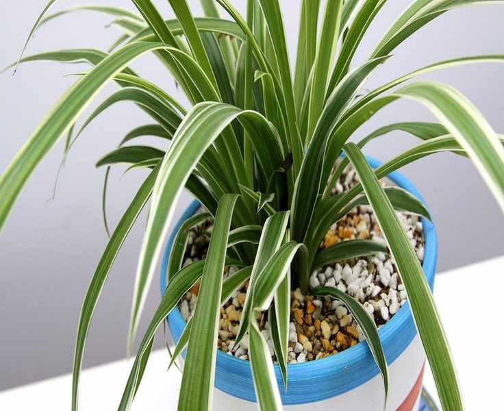 Propagating Spider Plants: Two Simple Techniques to Grow More