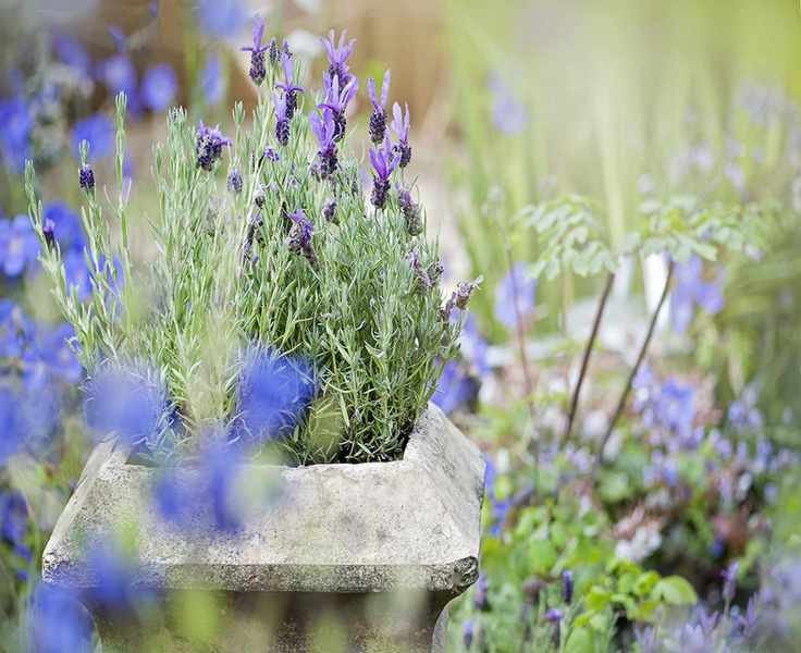 french lavender in chimney pot
