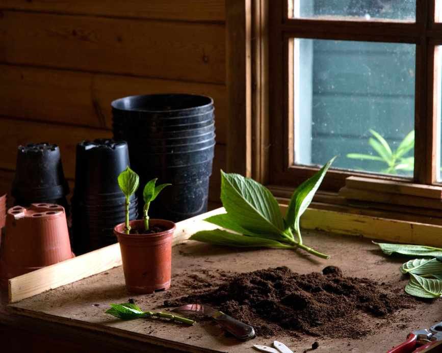 Plant cuttings in a potting shed
