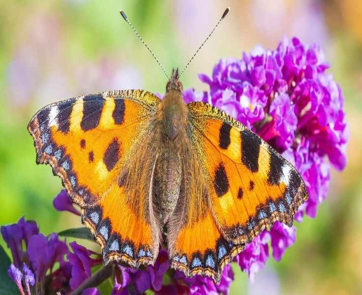 Top 16 Plants to Enchant Your Butterfly Garden