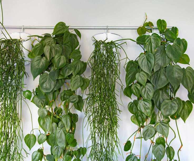 houseplants hanging from rod
