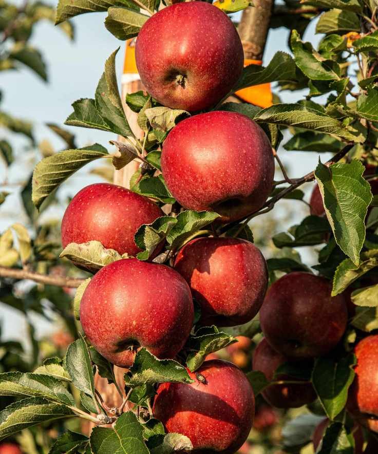 Monty Don's July apple tips