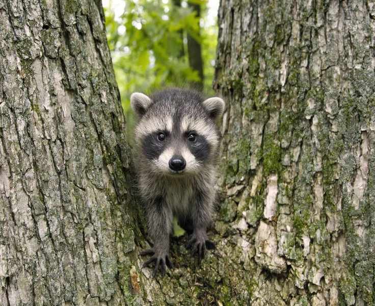 Effective Ways to Deter Raccoons: Safe and Humane Solutions
