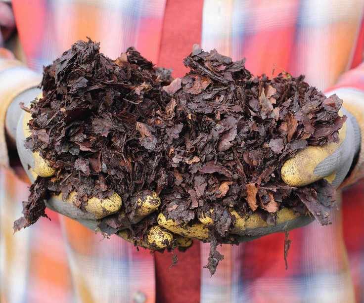 Leaf Mold