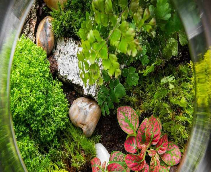 Growing Moss Indoors: 3 Unique Ways to Beautify Your Home