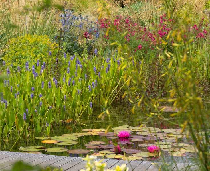 wildlife pond in a garden surrounded by marginal plants