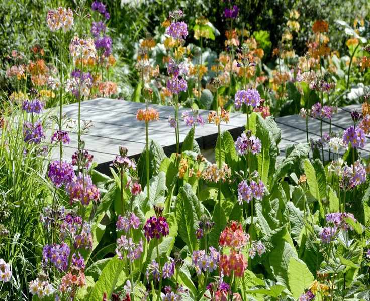 Top Self-Seeding Flowers for a Colorful, Eco-Friendly Garden