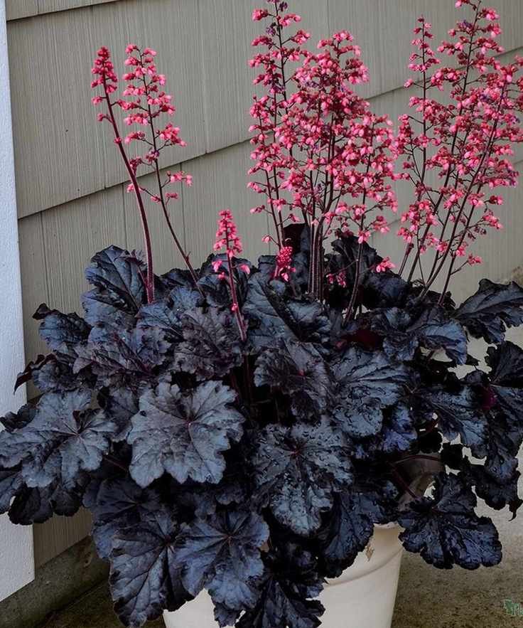 Heuchera plant