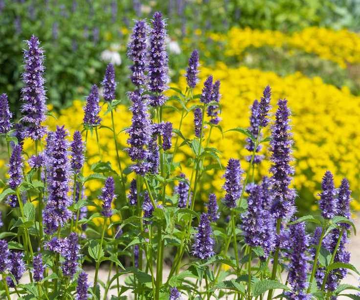 Agastache, blooming hummingbird mint in a garden with yellow flowers behind