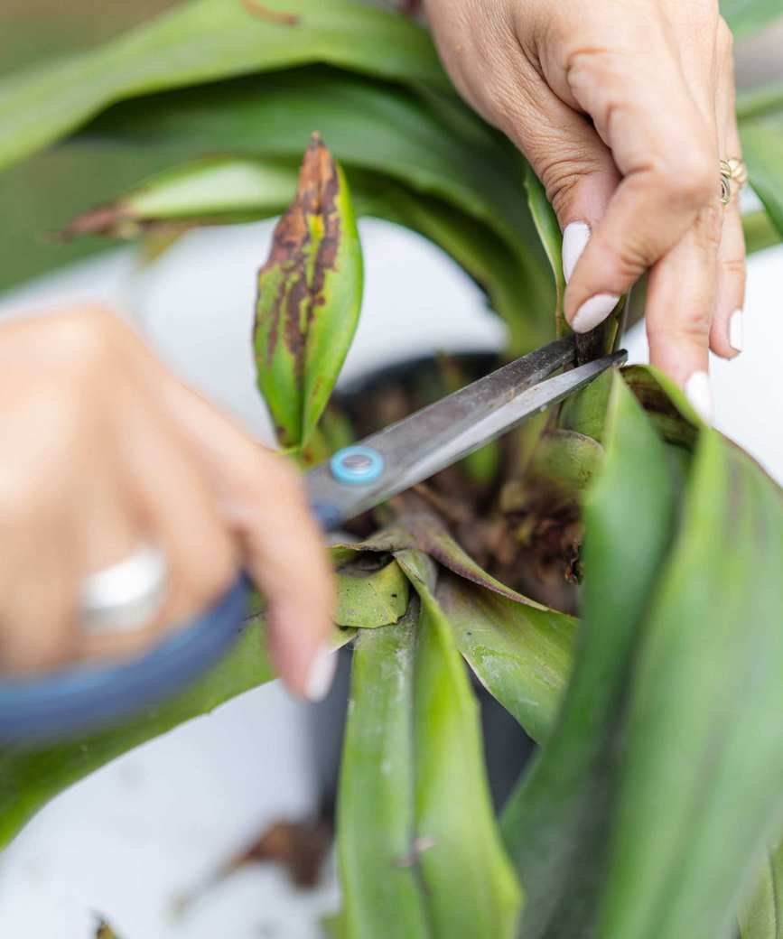 Using scissors to cut an orchid leaf