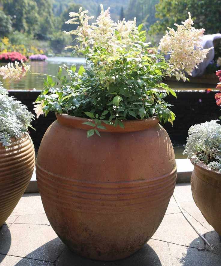 Astilbe flowering in a large curved terracotta planter
