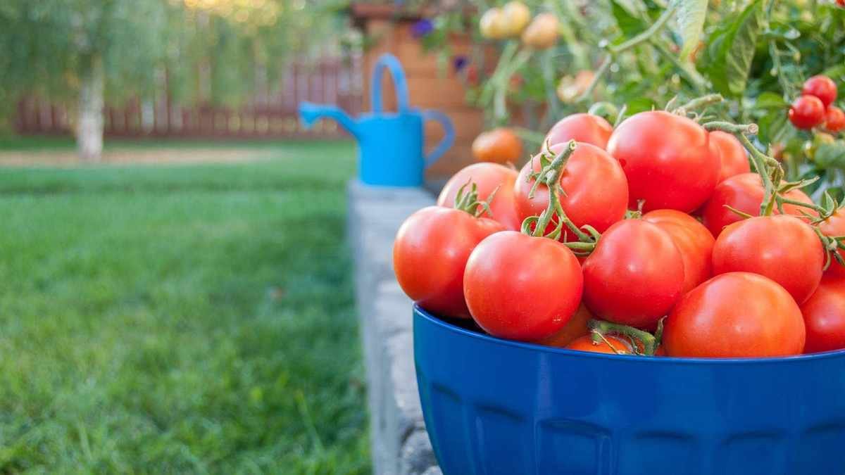 DIY Tomato Fertilizers: Natural Solutions for Lush Plants and Delicious Harvests