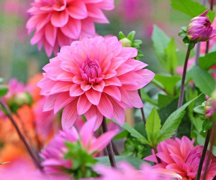 pink dahlia flowers