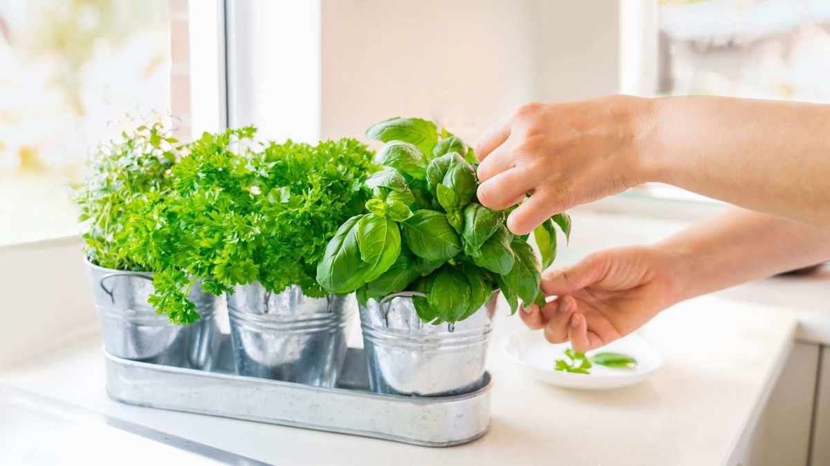 Harvesting Basil: Timing for Maximum Flavor in Your Cooking