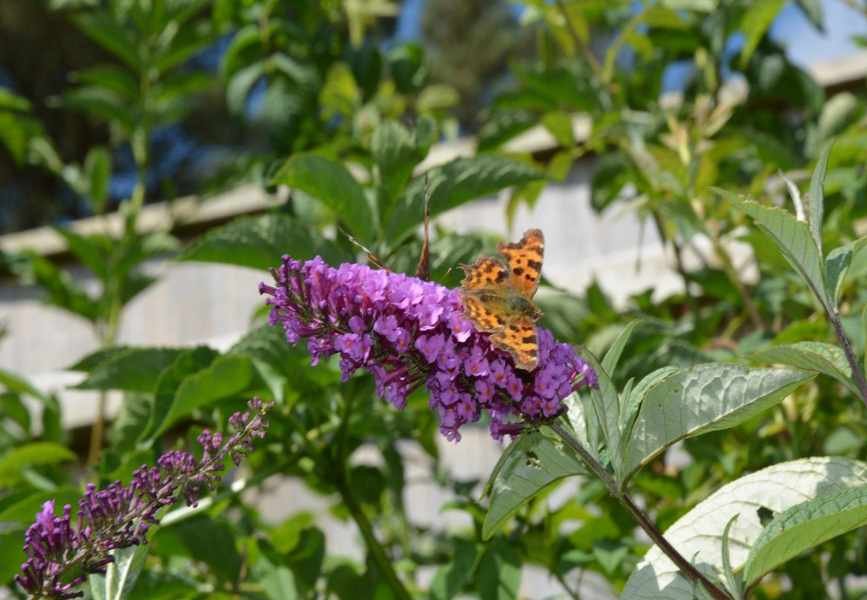 Should You Deadhead Butterfly Bushes? Tips for More Blooms