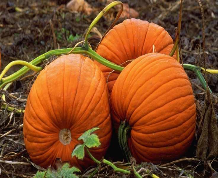 Pumpkin Picking Tips: Timing for the Best Fall Harvest