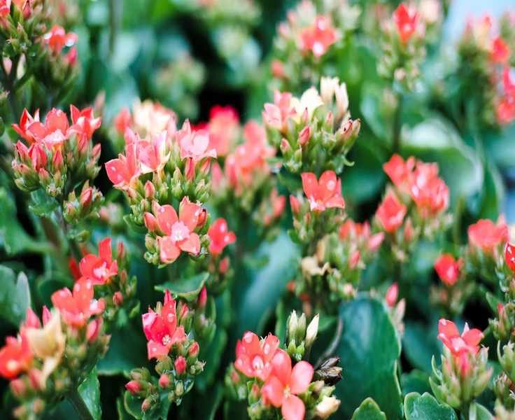 Mastering Kalanchoe Care: Tips for Growing This Charming Houseplant