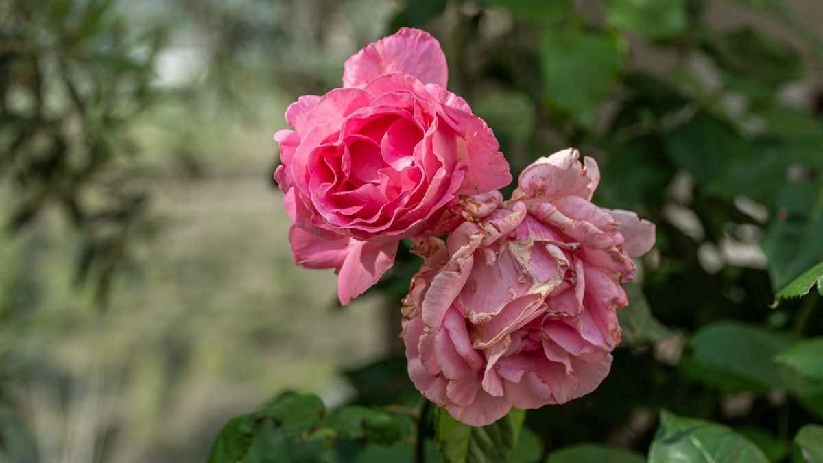 5 Signs Your Plants Are Facing Heat Stress and How to Revive Them