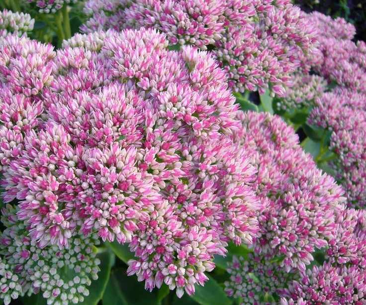 butterfly garden Hylotelephium spectabile AGM in summer border