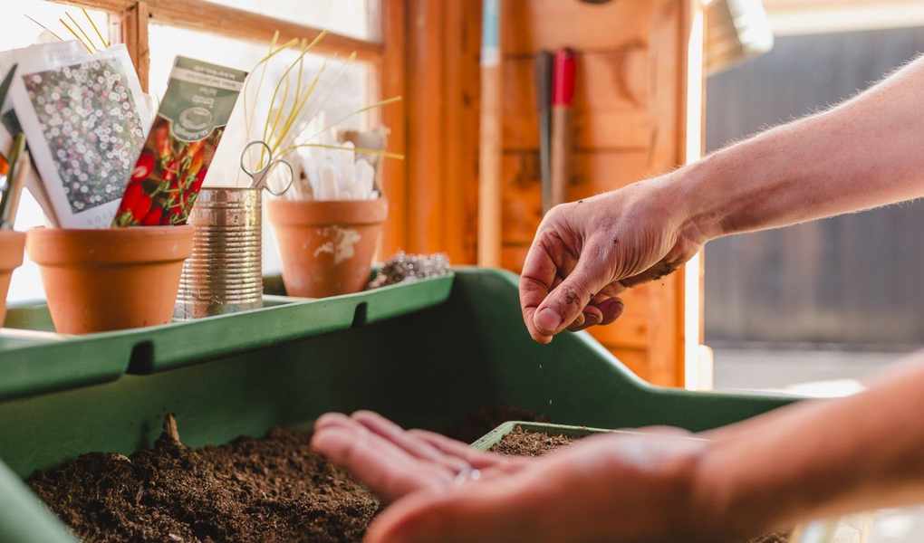 When is the Best Time to Start Vegetable Seeds Indoors?