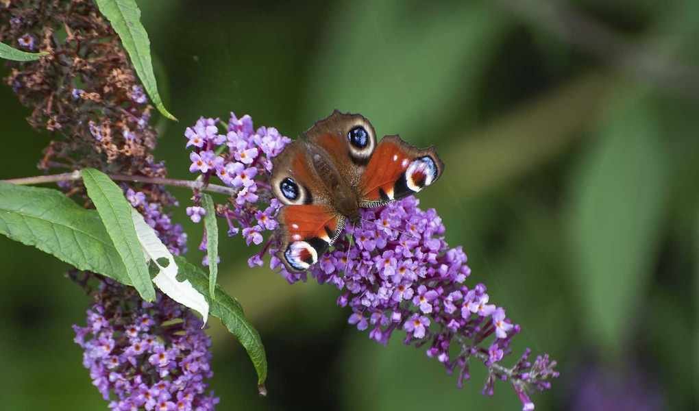 Discover how to grow butterfly bush in pots – advice from a professional gardener for this fast-growing shrub