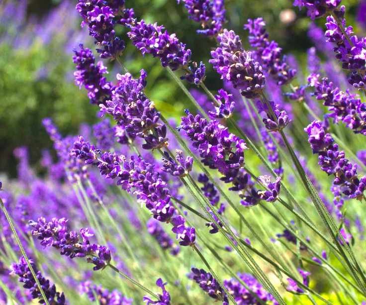 lavender plants in bloom